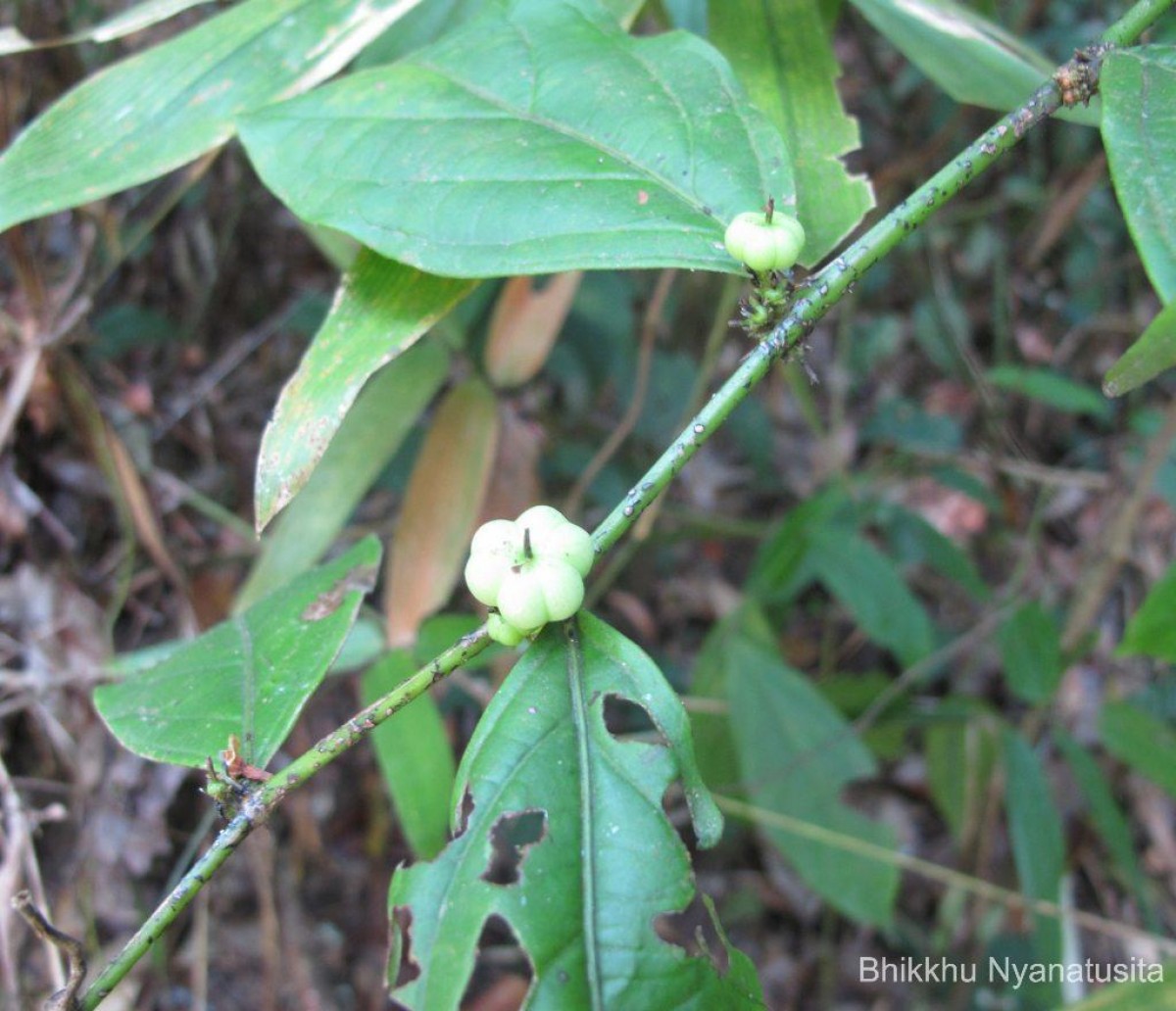 Glochidion stellatum (Retz.) Bedd. Retz.